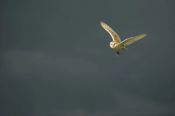 Barn Owl (Tyto alba) adult, in flight, with vole prey in talons, in stormy afternoon, Sedgebrook, Lincolnshire