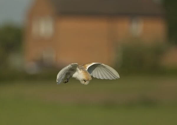 Barn Owl (Tyto alba) adult, in flight, hunting over field at dawn, with house in background, Lincolnshire, England, May