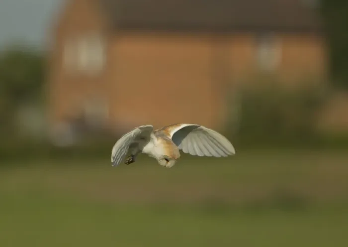 Framed Print : Barn Owl (Tyto alba) adult, in flight, hunting over field at dawn, with house in background, Lincolnshire, England, May