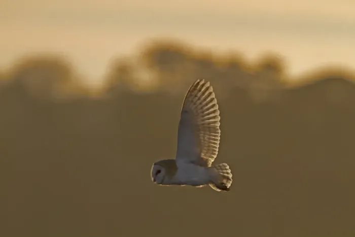 Framed Print : Barn Owl (Tyto alba) adult, in flight, backlit, hunting over reedbed at dusk, Norfolk, England, February Framed Print : Barn Owl (Tyto alba) adult, in flight, backlit, hunting over reedbed at dusk, Norfolk, England, February