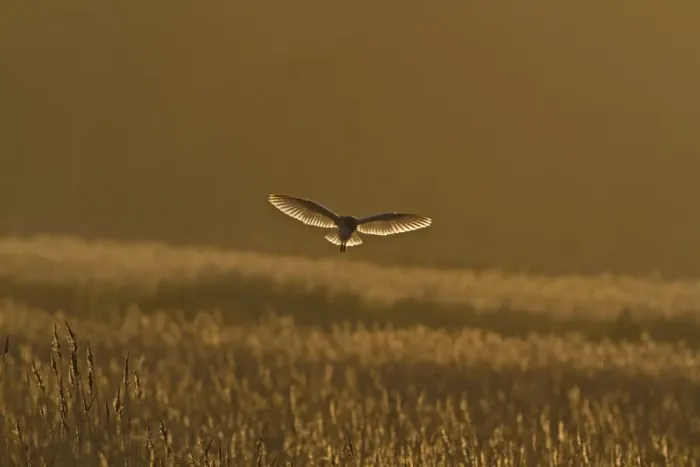 Framed Print : Barn Owl (Tyto alba) adult, in flight, backlit, hunting over reedbed habitat at dusk, Norfolk, England, February Framed Print : Barn Owl (Tyto alba) adult, in flight, backlit, hunting over reedbed habitat at dusk, Norfolk, England, February