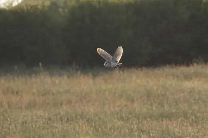 Framed Print : Barn Owl (Tyto alba) adult, in flight, with vole prey in talons, hunting over farmland in evening sunlight Framed Print : Barn Owl (Tyto alba) adult, in flight, with vole prey in talons, hunting over farmland in evening sunlight