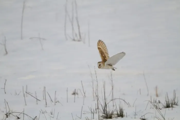 Framed Print : Barn Owl (Tyto alba) adult, in flight, hunting over snow, England, March Framed Print : Barn Owl (Tyto alba) adult, in flight, hunting over snow, England, March