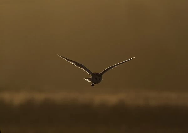 Barn Owl (Tyto alba) adult, in flight, backlit, hunting at dusk, Norfolk, England, February