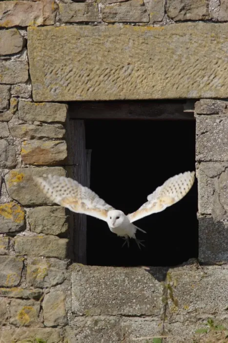 Framed Print : Barn Owl (Tyto alba) adult, in flight through barn window, North Yorkshire, England, august (captive) Framed Print : Barn Owl (Tyto alba) adult, in flight through barn window, North Yorkshire, England, august (captive)