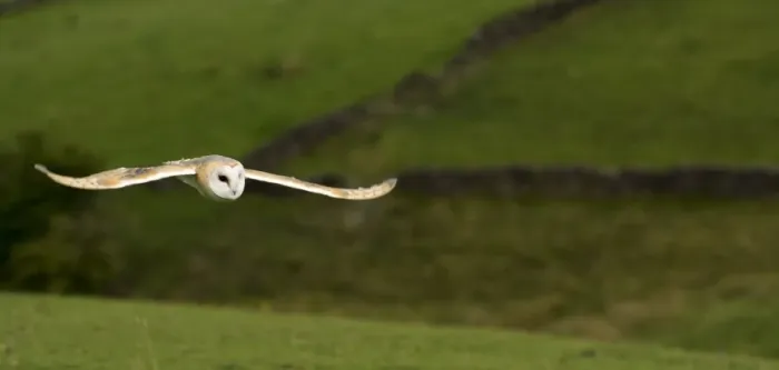 Framed Print : Barn Owl (Tyto alba) adult, in flight over farmland, Yorkshire, England, August (captive) Framed Print : Barn Owl (Tyto alba) adult, in flight over farmland, Yorkshire, England, August (captive)
