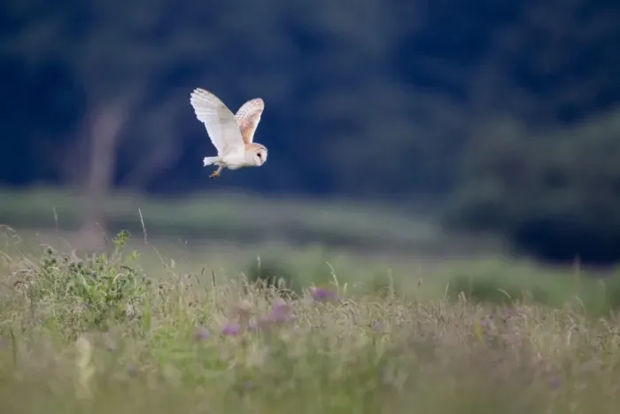 Framed Print : Barn Owl (Tyto alba) adult, in flight over grazing marsh habitat, Suffolk, England, June
