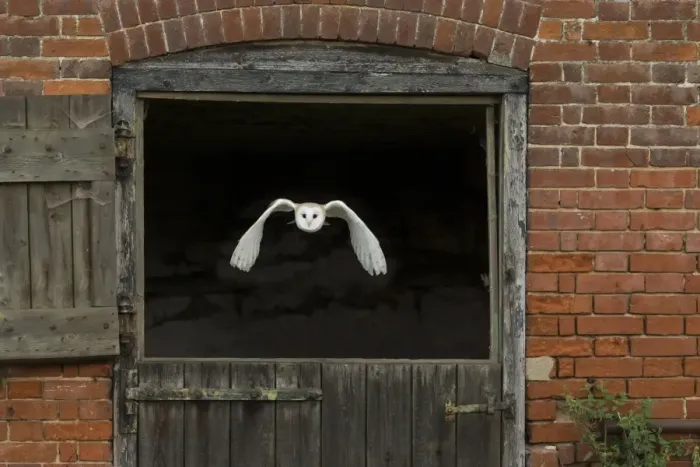 Framed Print : Barn Owl (Tyto alba) adult, in flight through stable door, Suffolk, England, September (captive) Framed Print : Barn Owl (Tyto alba) adult, in flight through stable door, Suffolk, England, September (captive)