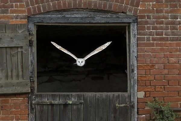 Barn Owl (Tyto alba) adult, in flight through stable door, Suffolk, England, September (captive)