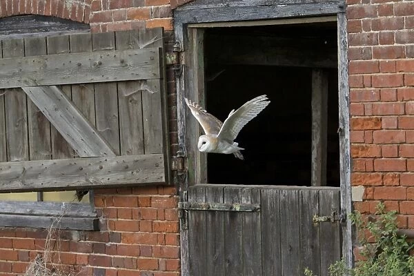 Barn Owl (Tyto alba) adult, in flight through stable door, Suffolk, England, September (captive)