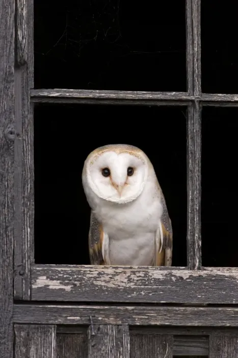 Framed Print : Barn Owl (Tyto alba) adult, looking out from barn window, Suffolk, England, May (captive) Framed Print : Barn Owl (Tyto alba) adult, looking out from barn window, Suffolk, England, May (captive)