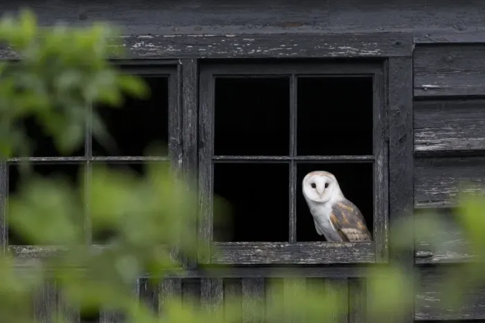 Framed Print : Barn Owl (Tyto alba) adult, looking out from barn window, Suffolk, England, May (captive) Framed Print : Barn Owl (Tyto alba) adult, looking out from barn window, Suffolk, England, May (captive)