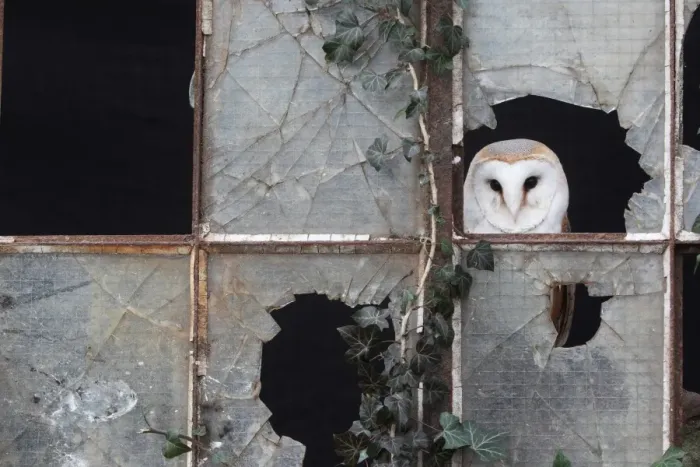 Framed Print : Barn Owl (Tyto alba) adult, looking out from broken glass at window, Gloucestershire, England, january (captive) Framed Print : Barn Owl (Tyto alba) adult, looking out from broken glass at window, Gloucestershire, England, january (captive)