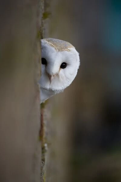 Barn Owl (Tyto alba) adult, looking out from hole, Gloucestershire, England, february (captive)