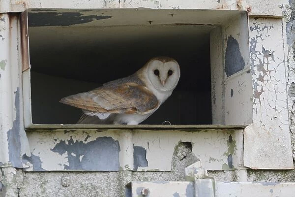 Barn Owl (Tyto alba) adult male, at entrance to derelict building, Norfolk, England, June