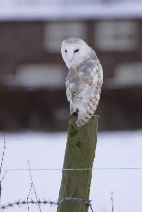 Framed Print : Barn Owl (Tyto alba) adult male, perched on fencepost in snow, with cottage in background, North Yorkshire, England
