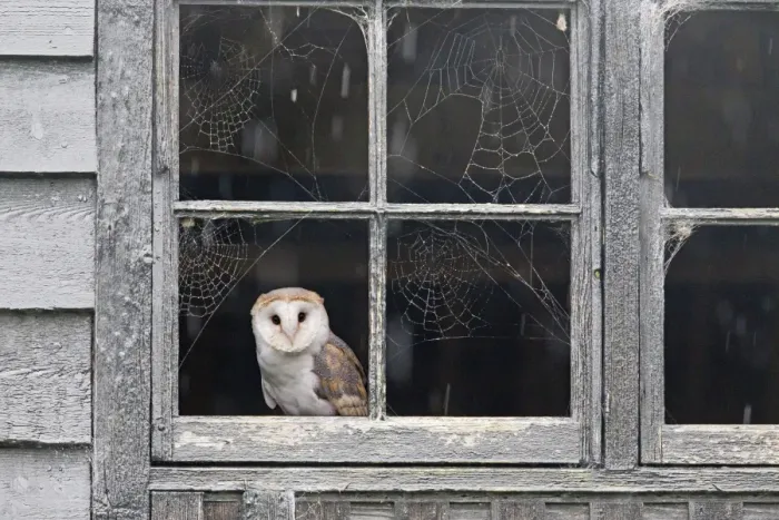 Framed Print : Barn Owl (Tyto alba) adult, perched at barn window with cobwebs during rainfall, Suffolk, England, October (captive)