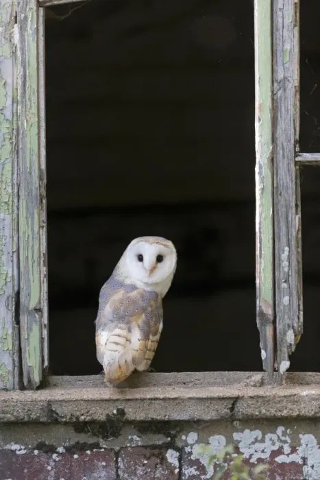 Framed Print : Barn Owl (Tyto alba) adult, perched on barn window sill, England, August (captive) Framed Print : Barn Owl (Tyto alba) adult, perched on barn window sill, England, August (captive)