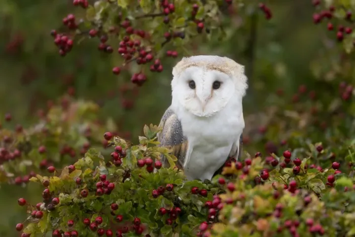 Framed Print : Barn Owl (Tyto alba) adult, perched on Common Hawthorn (Crataegus monogyna) with berries, Suffolk, England Framed Print : Barn Owl (Tyto alba) adult, perched on Common Hawthorn (Crataegus monogyna) with berries, Suffolk, England