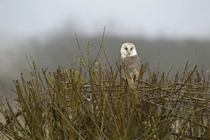 Framed Print : Barn Owl (Tyto alba) adult, perched on cut hedge in fog, Leicestershire, England, march Framed Print : Barn Owl (Tyto alba) adult, perched on cut hedge in fog, Leicestershire, England, march