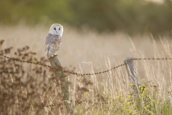 Barn Owl (Tyto alba) adult, perched on fencepost, Suffolk, England, July
