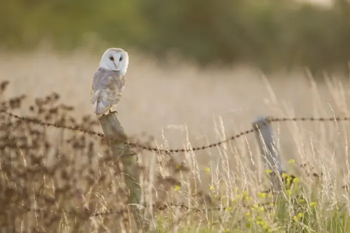 Framed Print : Barn Owl (Tyto alba) adult, perched on fencepost, Suffolk, England, July Framed Print : Barn Owl (Tyto alba) adult, perched on fencepost, Suffolk, England, July