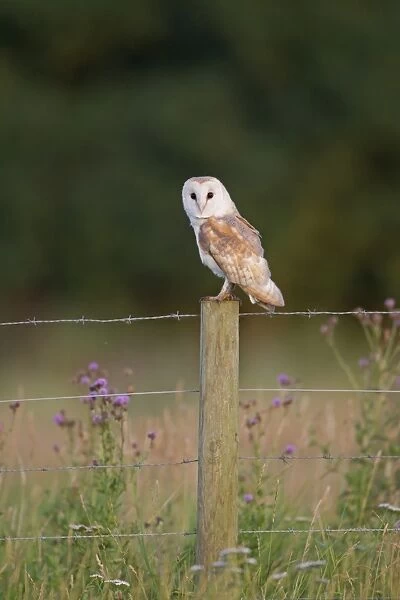 Barn Owl (Tyto alba) adult, perched on fencepost, Suffolk, England, July