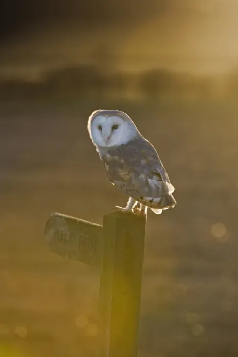 Framed Print : Barn Owl (Tyto alba) adult, perched on footpath sign in farmland at dusk, Cley, Norfolk, England, winter Framed Print : Barn Owl (Tyto alba) adult, perched on footpath sign in farmland at dusk, Cley, Norfolk, England, winter