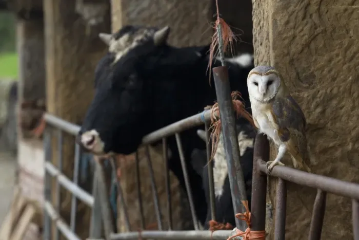 Framed Print : Barn Owl (Tyto alba) adult, perched on gate in old cattle barn, Sheffield, South Yorkshire, England, november (captive) Framed Print : Barn Owl (Tyto alba) adult, perched on gate in old cattle barn, Sheffield, South Yorkshire, England, november (captive)