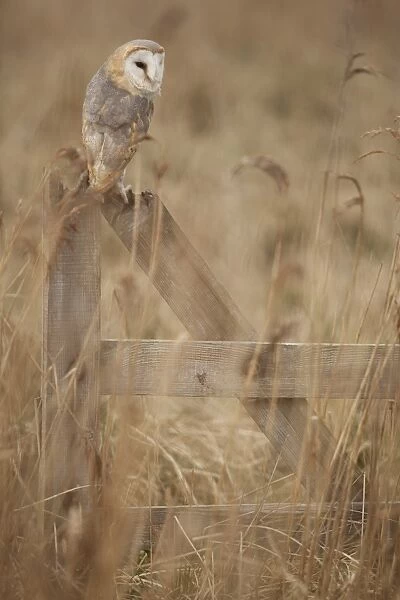 Barn Owl (Tyto alba) adult, perched on gate in reedbed, Lincolnshire, England, March