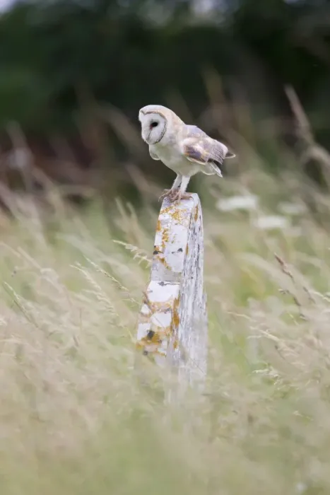 Framed Print : Barn Owl (Tyto alba) adult, perched on gravestone, Suffolk, England, July