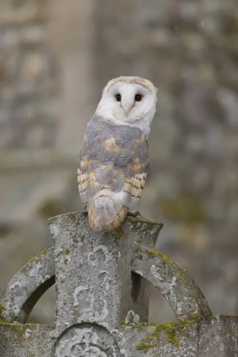 Framed Print : Barn Owl (Tyto alba) adult, perched on gravestone in churchyard, Suffolk, England, October (captive) Framed Print : Barn Owl (Tyto alba) adult, perched on gravestone in churchyard, Suffolk, England, October (captive)