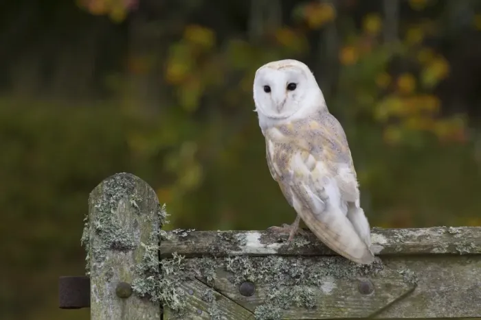 Framed Print : Barn Owl (Tyto alba) adult, perched on lichen covered gate, Berwickshire, Scottish Borders, Scotland, October (captive) Framed Print : Barn Owl (Tyto alba) adult, perched on lichen covered gate, Berwickshire, Scottish Borders, Scotland, October (captive)