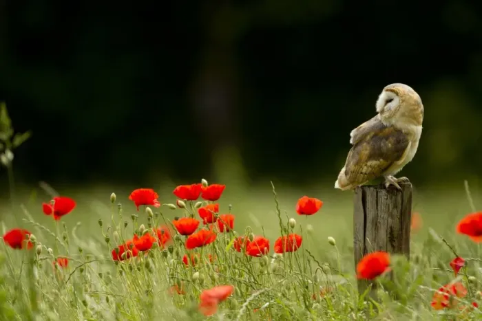 Framed Print : Barn Owl (Tyto alba) adult, perched on post in field amongst flowering poppies, South Yorkshire, England, june (captive) Framed Print : Barn Owl (Tyto alba) adult, perched on post in field amongst flowering poppies, South Yorkshire, England, june (captive)