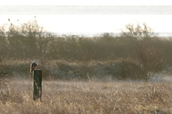 Barn Owl (Tyto alba) adult, perched on post in rough grassland habitat at sunrise, Isle of Sheppey, Kent, England