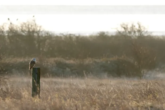 Framed Print : Barn Owl (Tyto alba) adult, perched on post in rough grassland habitat at sunrise, Isle of Sheppey, Kent, England Framed Print : Barn Owl (Tyto alba) adult, perched on post in rough grassland habitat at sunrise, Isle of Sheppey, Kent, England
