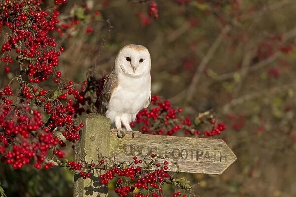 Barn Owl (Tyto alba) adult, perched on Public Footpath sign amongst Common Hawthorn (Crategus monogyna) berries
