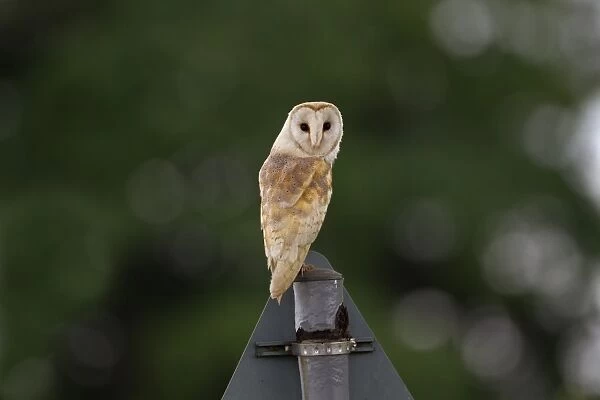 Barn Owl (Tyto alba) adult, perched on roadsign during daylight, Norfolk, England, June