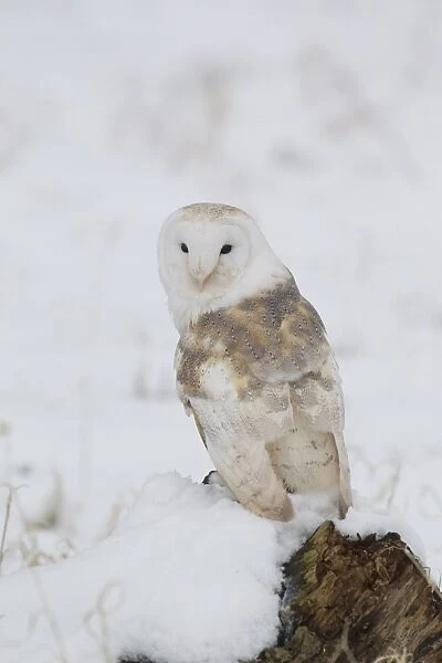 Barn Owl (Tyto alba) adult, perched on snow covered stump, Suffolk, England, March (captive)