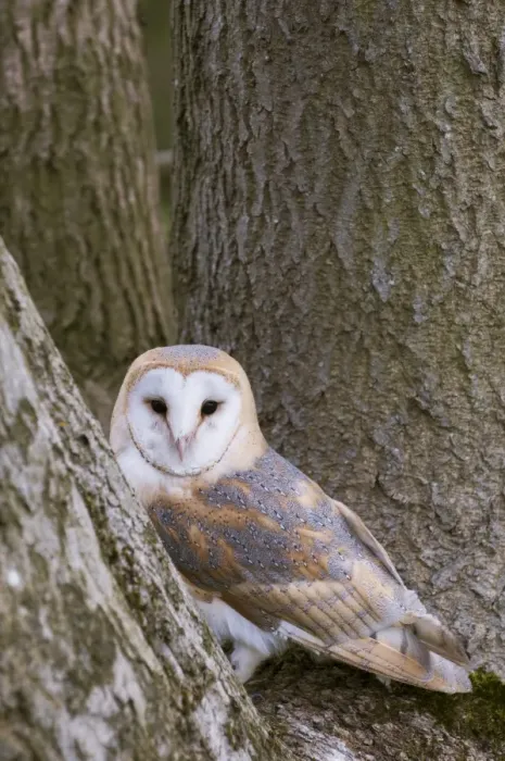 Framed Print : Barn Owl (Tyto alba) adult, perched in tree, Berkshire, England, April (captive)