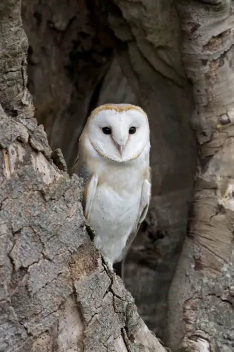 Framed Print : Barn Owl (Tyto alba) adult, perched in tree hollow, Suffolk, England, May (captive) Framed Print : Barn Owl (Tyto alba) adult, perched in tree hollow, Suffolk, England, May (captive)