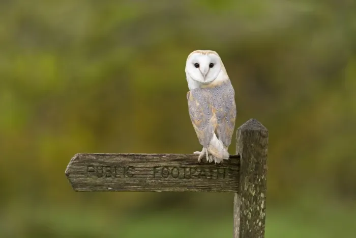 Framed Print : Barn Owl (Tyto alba) adult, perched on wooden Public Footpath sign, Suffolk, England, May (captive) Framed Print : Barn Owl (Tyto alba) adult, perched on wooden Public Footpath sign, Suffolk, England, May (captive)