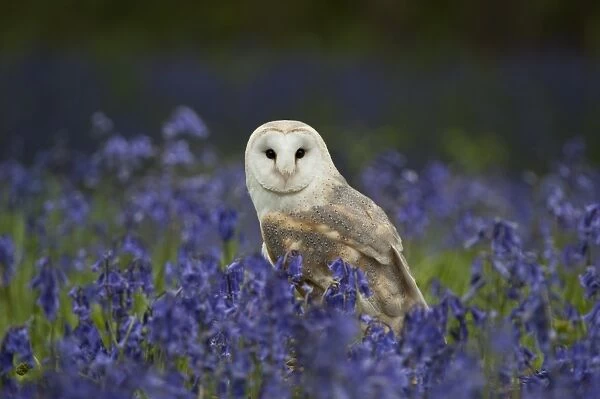 Barn Owl (Tyto alba) adult, standing amongst bluebells, England (captive)