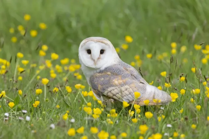Framed Print : Barn Owl (Tyto alba) adult, standing amongst flowering buttercups, Suffolk, England, May (captive) Framed Print : Barn Owl (Tyto alba) adult, standing amongst flowering buttercups, Suffolk, England, May (captive)