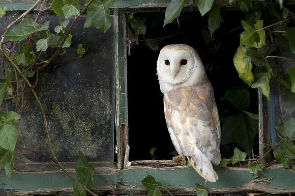 Barn Owl (Tyto alba) adult, standing at ivy clad window, Berwickshire, Scottish Borders, Scotland, October (captive)