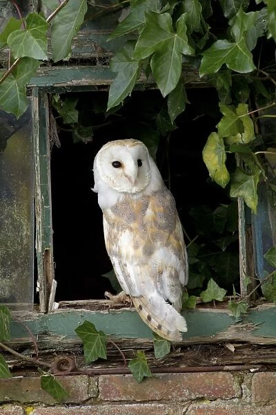 Barn Owl (Tyto alba) adult, standing at ivy clad window, Berwickshire, Scottish Borders, Scotland, October (captive)