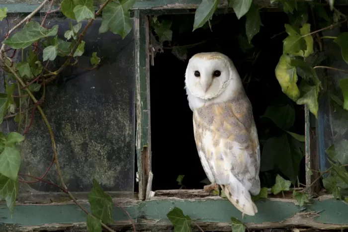 Framed Print : Barn Owl (Tyto alba) adult, standing at ivy clad window, Berwickshire, Scottish Borders, Scotland, October (captive) Framed Print : Barn Owl (Tyto alba) adult, standing at ivy clad window, Berwickshire, Scottish Borders, Scotland, October (captive)
