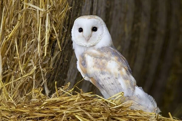 Barn Owl (Tyto alba) adult, standing on round straw bale in barn, Berwickshire, Scottish Borders, Scotland