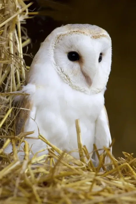 Framed Print : Barn Owl (Tyto alba) adult, standing on round straw bale in barn, Berwickshire, Scottish Borders, Scotland Framed Print : Barn Owl (Tyto alba) adult, standing on round straw bale in barn, Berwickshire, Scottish Borders, Scotland