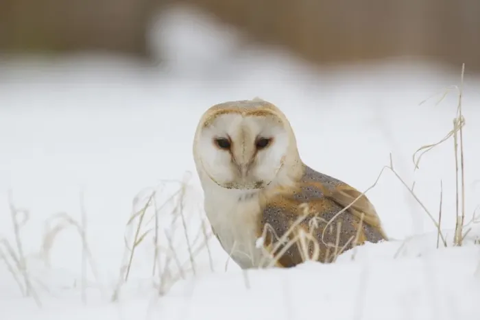 Framed Print : Barn Owl (Tyto alba) adult, standing on snow covered ground, Suffolk, England, March (captive) Framed Print : Barn Owl (Tyto alba) adult, standing on snow covered ground, Suffolk, England, March (captive)